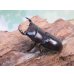 画像1: ドルクス最高峰☆WF4☆スキットオオクワガタ♂35.5ミリ♀28ミリ新成虫ペア販売！！ (1)