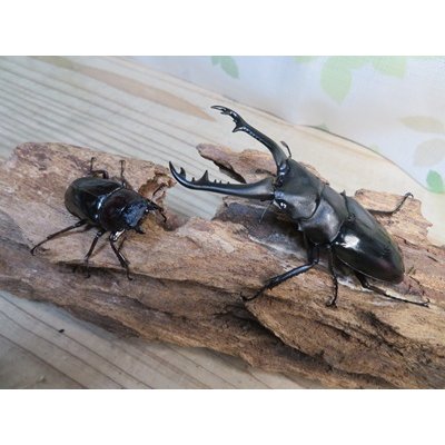 画像5: ☆新成虫☆ギラファノコギリクワガタ（亜種ニシカワイ）♂91ミリ♀45ミリペア販売！！