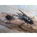 画像5: ☆新成虫☆ギラファノコギリクワガタ（亜種ニシカワイ）♂91ミリ♀45ミリペア販売！！ (5)