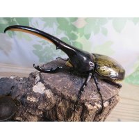 ☆オークス血統☆D.H.ヘラクレス♂143ミリ♀62ミリペア販売！！