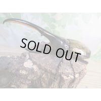 ☆オークス血統☆D.H.ヘラクレス♂143ミリ♀62ミリペア販売！！