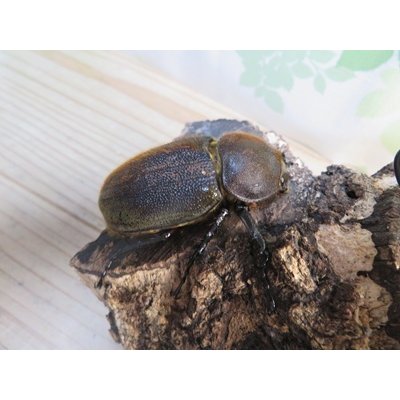 画像4: ☆オークス血統☆D.H.ヘラクレス♂143ミリ♀62ミリペア販売！！