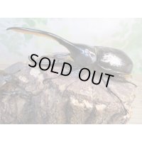 ☆新成虫☆D.H.リッキー♂119ミリ♀61ミリペア販売！！
