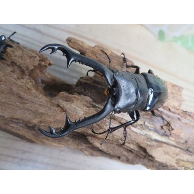 画像2: ☆新成虫☆ギラファノコギリクワガタ（亜種ニシカワイ）♂91ミリ♀45ミリペア販売！！