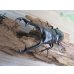 画像2: ☆新成虫☆ギラファノコギリクワガタ（亜種ニシカワイ）♂91ミリ♀45ミリペア販売！！ (2)