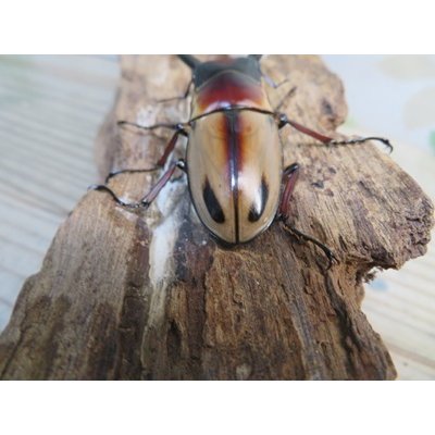 画像3: ☆新成虫☆ファブリースノコギリクワガタ（亜種タカクワイ）♂63ミリ♀36ミリペア販売！！