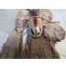 画像3: ☆新成虫☆ファブリースノコギリクワガタ（亜種タカクワイ）♂63ミリ♀36ミリペア販売！！ (3)