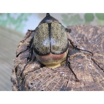 画像3: ☆新成虫☆テルシテスヒメゾウカブト♂48ミリ♀40ミリペア販売！！
