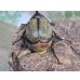 画像3: ☆新成虫☆テルシテスヒメゾウカブト♂48ミリ♀40ミリペア販売！！ (3)