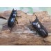 画像5: ドルクス最高峰☆WF4☆スキットオオクワガタ♂35.5ミリ♀28ミリ新成虫ペア販売！！ (5)