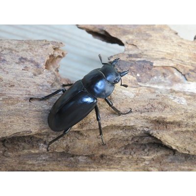 画像4: ☆新成虫☆フォルスターフタマタクワガタ（原名亜種）♂66ミリ♀41ミリペア販売！！