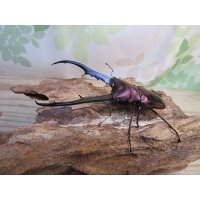 パープル血統☆ペレメタ☆メタリフェルホソアカクワガタ♂82ミリ♀24ミリ新成虫ペア販売！！