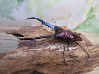 パープル血統☆ペレメタ☆メタリフェルホソアカクワガタ♂82ミリ♀24ミリ新成虫ペア販売！！