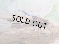 パープル血統☆ペレメタ☆メタリフェルホソアカクワガタ♂82ミリ♀24ミリ新成虫ペア販売！！