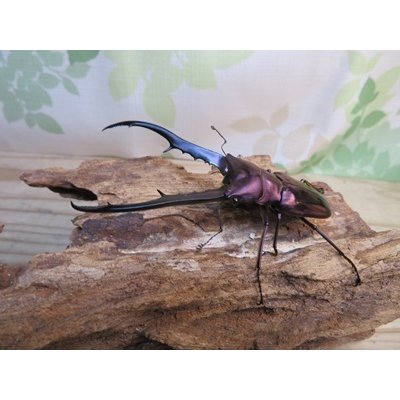 画像1: パープル血統☆ペレメタ☆メタリフェルホソアカクワガタ♂82ミリ♀24ミリ新成虫ペア販売！！