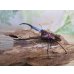 画像1: パープル血統☆ペレメタ☆メタリフェルホソアカクワガタ♂82ミリ♀24ミリ新成虫ペア販売！！ (1)