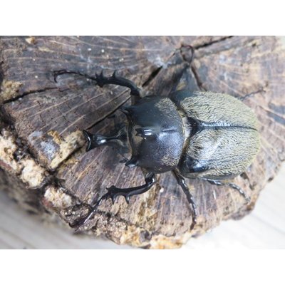 画像2: ☆新成虫☆テルシテスヒメゾウカブト♂48ミリ♀40ミリペア販売！！