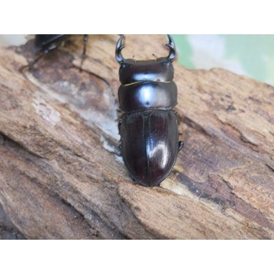 画像3: ドルクス最高峰☆WF4☆スキットオオクワガタ♂35.5ミリ♀28ミリ新成虫ペア販売！！