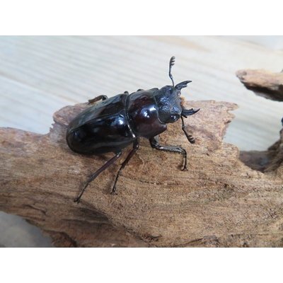 画像4: ☆新成虫☆ギラファノコギリクワガタ（亜種ニシカワイ）♂91ミリ♀45ミリペア販売！！