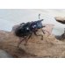 画像4: ☆新成虫☆ギラファノコギリクワガタ（亜種ニシカワイ）♂91ミリ♀45ミリペア販売！！ (4)