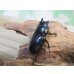 画像4: ドルクス最高峰☆WF4☆スキットオオクワガタ♂35.5ミリ♀28ミリ新成虫ペア販売！！ (4)