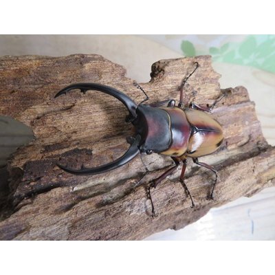画像2: ☆新成虫☆ファブリースノコギリクワガタ（亜種タカクワイ）♂63ミリ♀36ミリペア販売！！