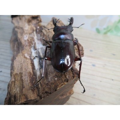 画像3: ☆新成虫☆フォルスターフタマタクワガタ（原名亜種）♂66ミリ♀41ミリペア販売！！