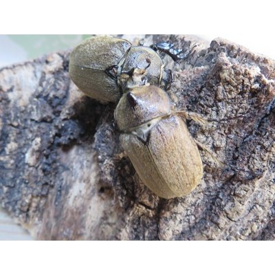 画像2: ☆新成虫☆ヨルゲンセンヒメゾウカブト（原名亜種）♂35ミリ♀35ミリペア販売！！