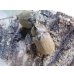 画像2: ☆新成虫☆ヨルゲンセンヒメゾウカブト（原名亜種）♂35ミリ♀35ミリペア販売！！ (2)