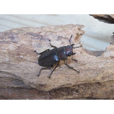 画像4: ☆新成虫☆メタリフェルホソアカクワガタ（サンギレンシス）♂63ミリ♀フリーサイズペア販売！！