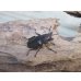 画像4: ☆新成虫☆メタリフェルホソアカクワガタ（サンギレンシス）♂63ミリ♀フリーサイズペア販売！！ (4)