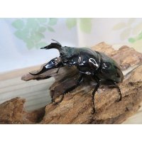 ☆新成虫☆レギウスオオツヤクワガタ♂79ミリ♀44ミリペア＋♀44ミリ計3頭のトリオ販売！！
