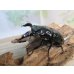 画像1: ☆新成虫☆レギウスオオツヤクワガタ♂79ミリ♀44ミリペア＋♀44ミリ計3頭のトリオ販売！！ (1)