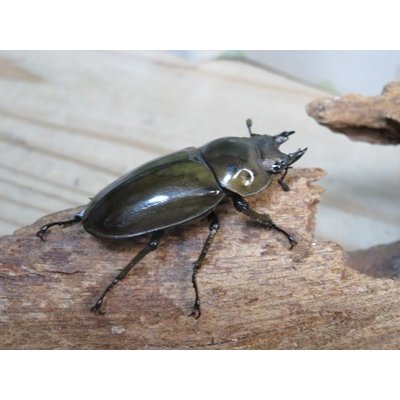 画像4: ☆美麗種☆ババオウゴンオニクワガタ♂49ミリ♀43ミリ新成虫ペア販売！！