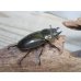 画像4: ☆美麗種☆ババオウゴンオニクワガタ♂49ミリ♀43ミリ新成虫ペア販売！！ (4)