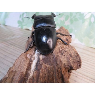 画像3: ☆WF3☆ダイオウヒラタクワガタ♂80ミリ♀47ミリ新成虫ペア販売！！