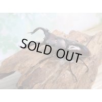☆新成虫☆フォルスターフタマタクワガタ（原名亜種）♂66ミリ♀41ミリペア販売！！