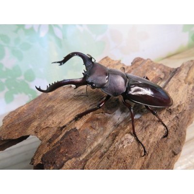 画像1: ☆新成虫☆フォルスターフタマタクワガタ（原名亜種）♂66ミリ♀41ミリペア販売！！