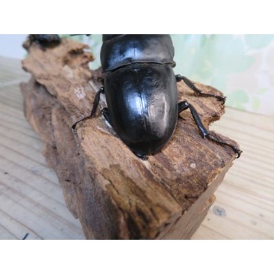 画像3: ☆WF3☆ダイオウヒラタクワガタ♂80ミリ♀46ミリ新成虫ペア販売！！