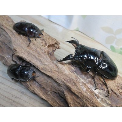 画像5: ☆新成虫☆レギウスオオツヤクワガタ♂79ミリ♀44ミリペア＋♀44ミリ計3頭のトリオ販売！！