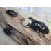 画像5: ☆新成虫☆レギウスオオツヤクワガタ♂79ミリ♀44ミリペア＋♀44ミリ計3頭のトリオ販売！！ (5)