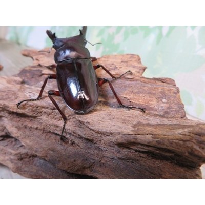 画像3: ☆新成虫☆フォルスターフタマタクワガタ（原名亜種）♂66ミリ♀41ミリペア販売！！