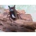 画像3: ☆新成虫☆フォルスターフタマタクワガタ（原名亜種）♂66ミリ♀41ミリペア販売！！ (3)