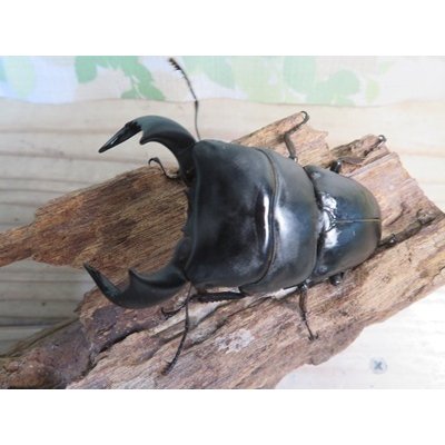 画像2: ☆WF3☆ダイオウヒラタクワガタ♂80ミリ♀46ミリ新成虫ペア販売！！