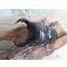 画像2: ☆WF3☆ダイオウヒラタクワガタ♂80ミリ♀46ミリ新成虫ペア販売！！ (2)