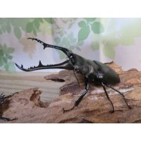 ☆大型新成虫☆ギラファノコギリクワガタ（亜種ケイスケ）♂107ミリ♀51ミリペア販売！！