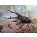 画像1: ☆大型新成虫☆ギラファノコギリクワガタ（亜種ケイスケ）♂107ミリ♀51ミリペア販売！！ (1)