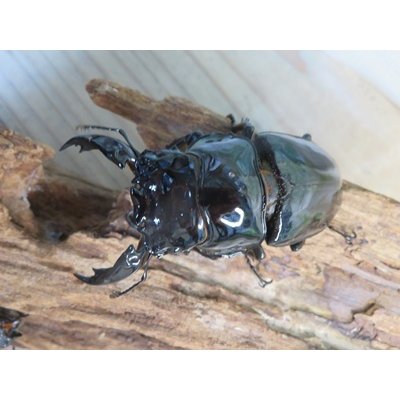 画像2: ☆新成虫☆レギウスオオツヤクワガタ♂79ミリ♀44ミリペア＋♀44ミリ計3頭のトリオ販売！！