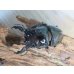 画像2: ☆新成虫☆レギウスオオツヤクワガタ♂79ミリ♀44ミリペア＋♀44ミリ計3頭のトリオ販売！！ (2)