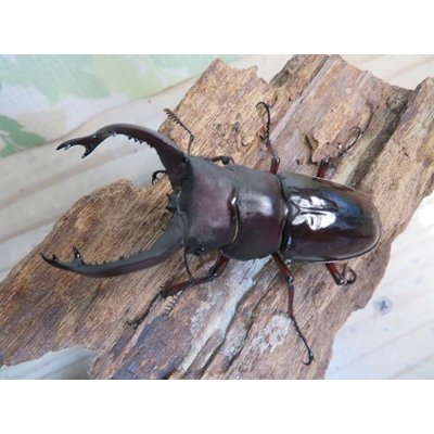 画像2: ☆新成虫☆フォルスターフタマタクワガタ（原名亜種）♂66ミリ♀41ミリペア販売！！